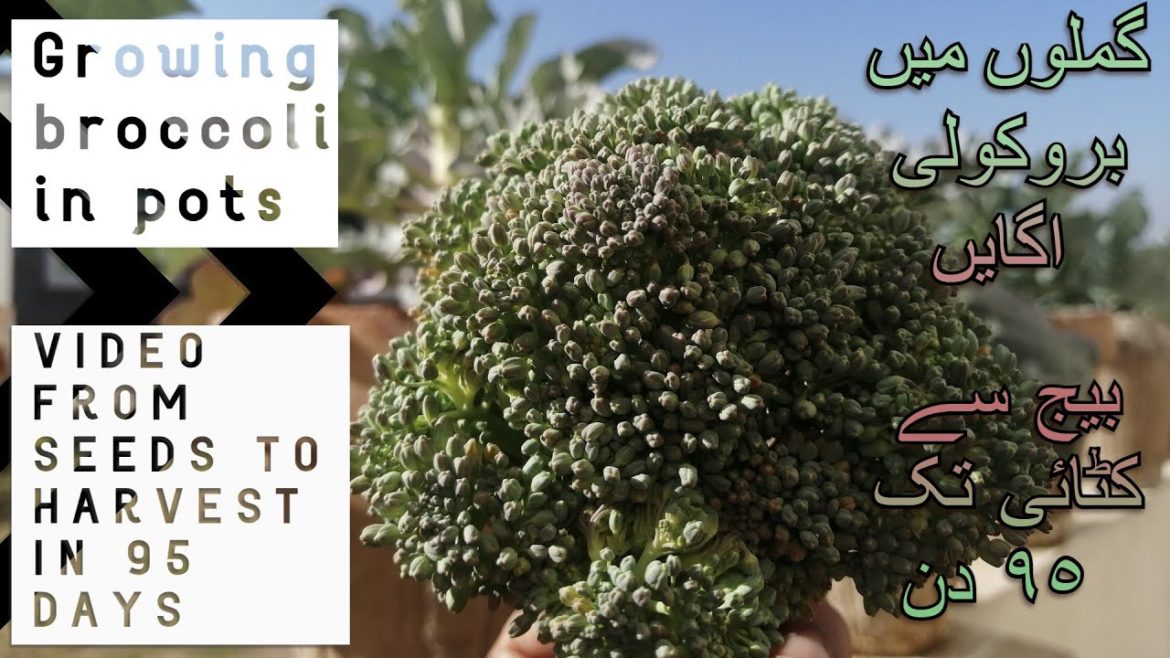 How to grow broccoli in pots from seeds to harvest [95 days]