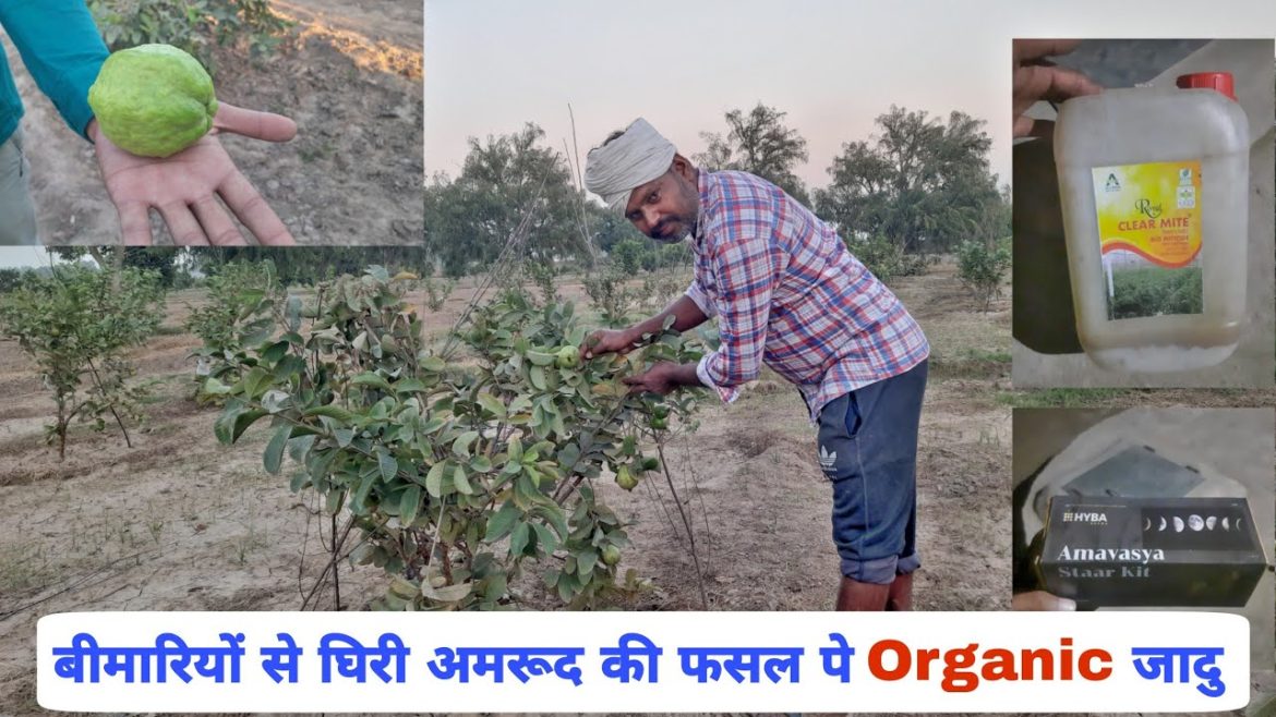 Guava Care with Organic Fertilizers