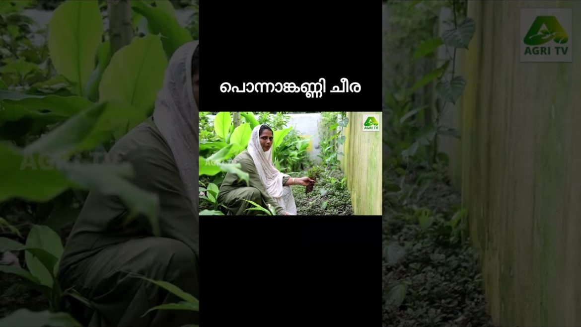 പൊന്നാങ്കണ്ണി ചീര | PONNANKANNI CHEERA