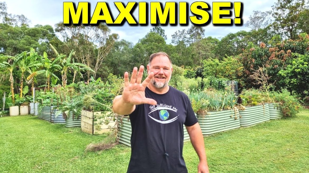 5 Tips How to Maximise Harvests In Your Vegetable Garden 5 Tips How to Maximise Harvests In Your Vegetable Garden