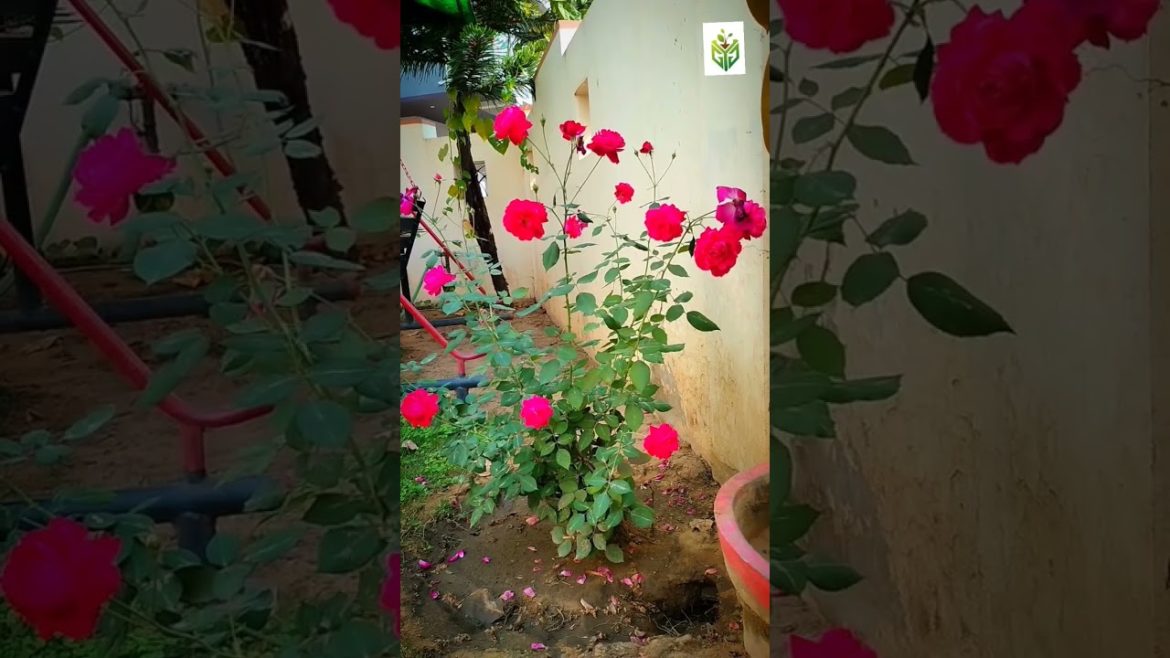 rose 🌹 flowers #shorts #homegarden rose 🌹 flowers #shorts #homegarden