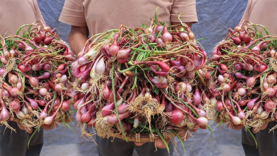 Growing onions to harvest bountiful bulbs at home is easy