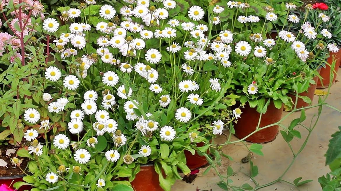 KNOW How To Grow ENGLISH DAISY From Seed With All CARE Tips