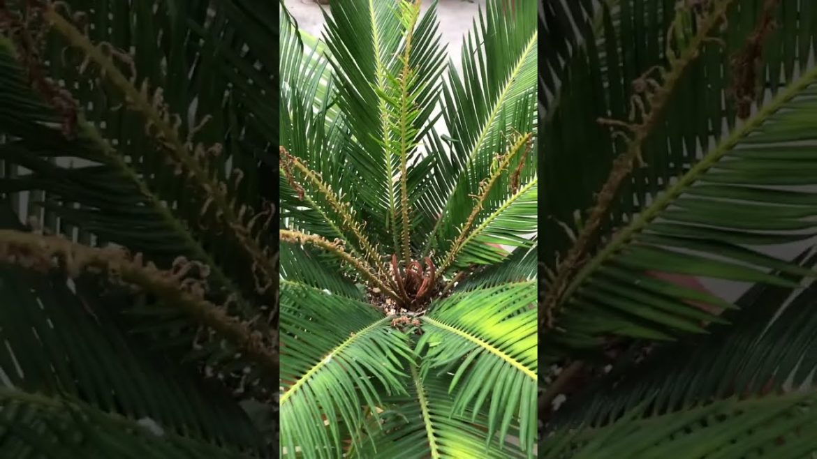 Beautiful Palm Trees in Garden