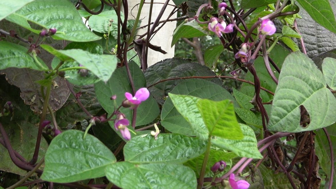 Our small Vegetable Garden, Melbourne - Victoria.