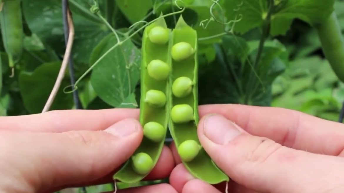 🔴 Gardeners' World 2022 | 5 Tips - How to Start Being Self Sufficient in Vegetables 2022