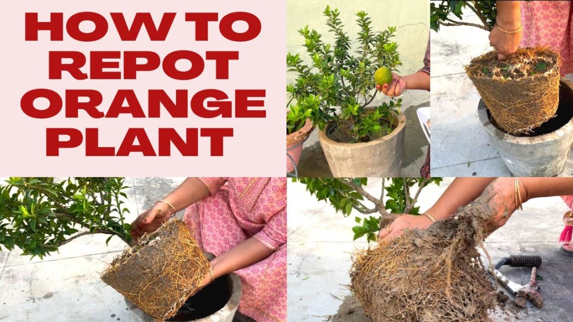 How To Repot Orange Plant and add Compost || Gardenscapes With Kusum || #orange #plants #repotting How To Repot Orange Plant and add Compost || Gardenscapes With Kusum || #orange #plants #repotting