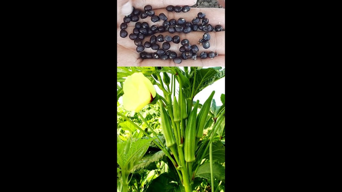 Grow ladies fingers  from seeds | okra from seeds| Vegetables growing#shorts