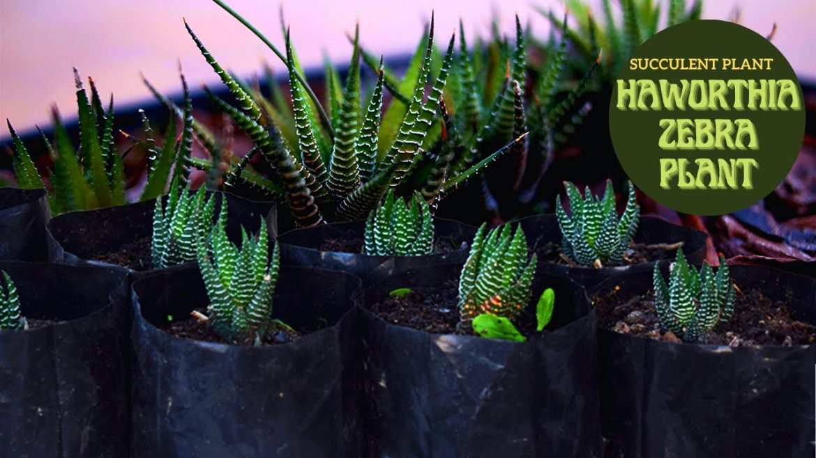 Haworthia Fasciata Zebra Plant Care and Tips I Haworthia Zebra Plant Soil Mix and Watering Haworthia Fasciata Zebra Plant Care and Tips I Haworthia Zebra Plant Soil Mix and Watering