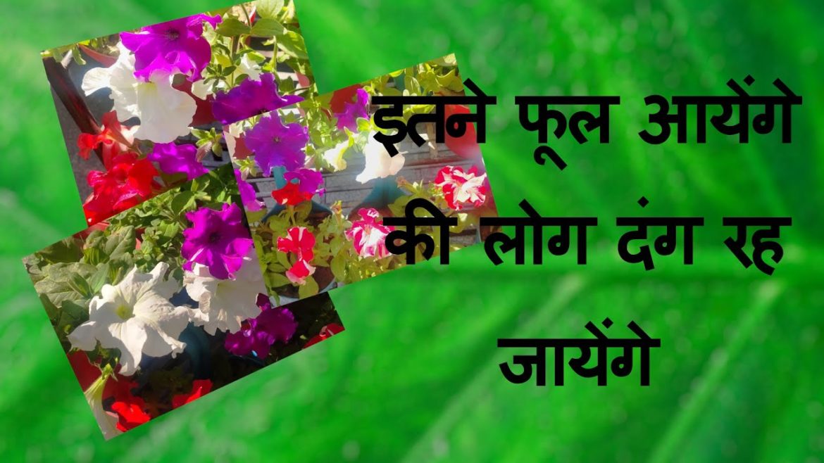 पेटूनिया मे ज्यादा फूल पाने के आसान तरीके | How to Get MORE Flowers in Petunia ? | Quick Gardening | पेटूनिया मे ज्यादा फूल पाने के आसान तरीके | How to Get MORE Flowers in Petunia ? | Quick Gardening |