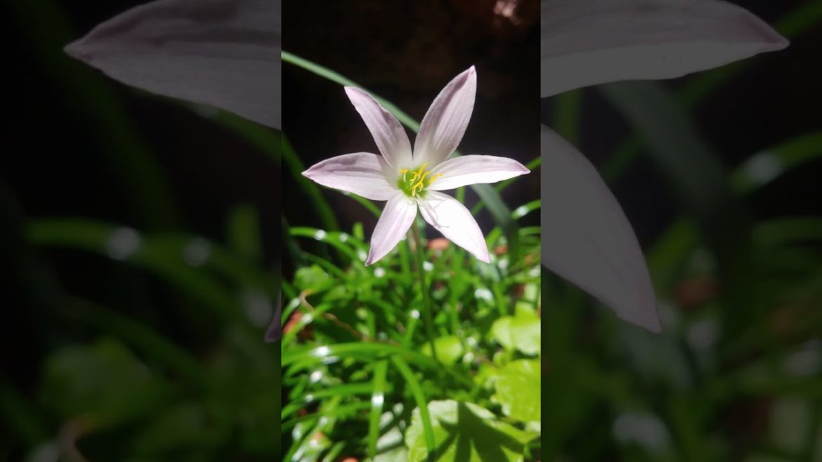 Beautiful Flower Gardening Tips: 10 Secrets Every Garden Owner needs to Know Beautiful Flower Gardening Tips: 10 Secrets Every Garden Owner needs to Know