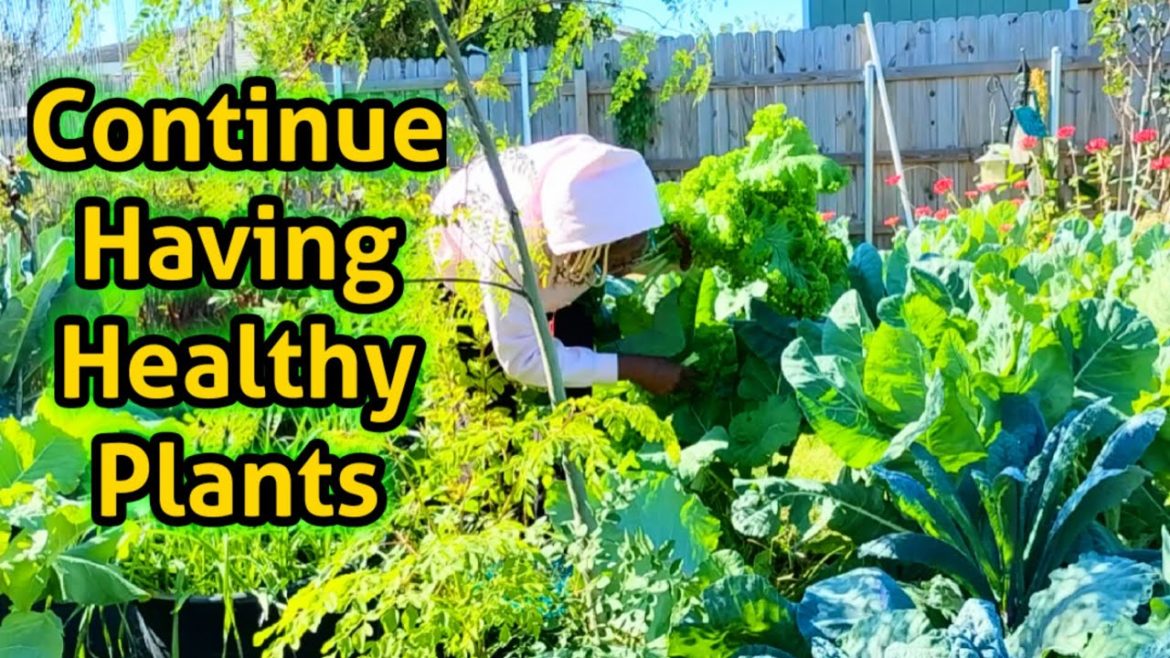 How I Continue Having Healthy Plants