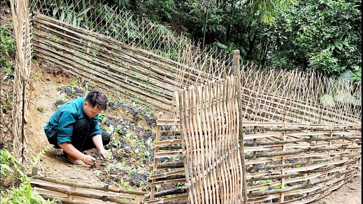 How To Bamboo fence Vegetable Gardening on the Farm | Survival & Shelter How To Bamboo fence Vegetable Gardening on the Farm | Survival & Shelter