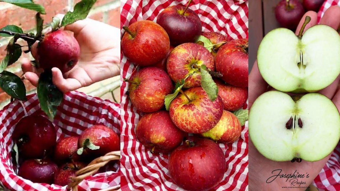 🍎 Apple picking at my backyard garden