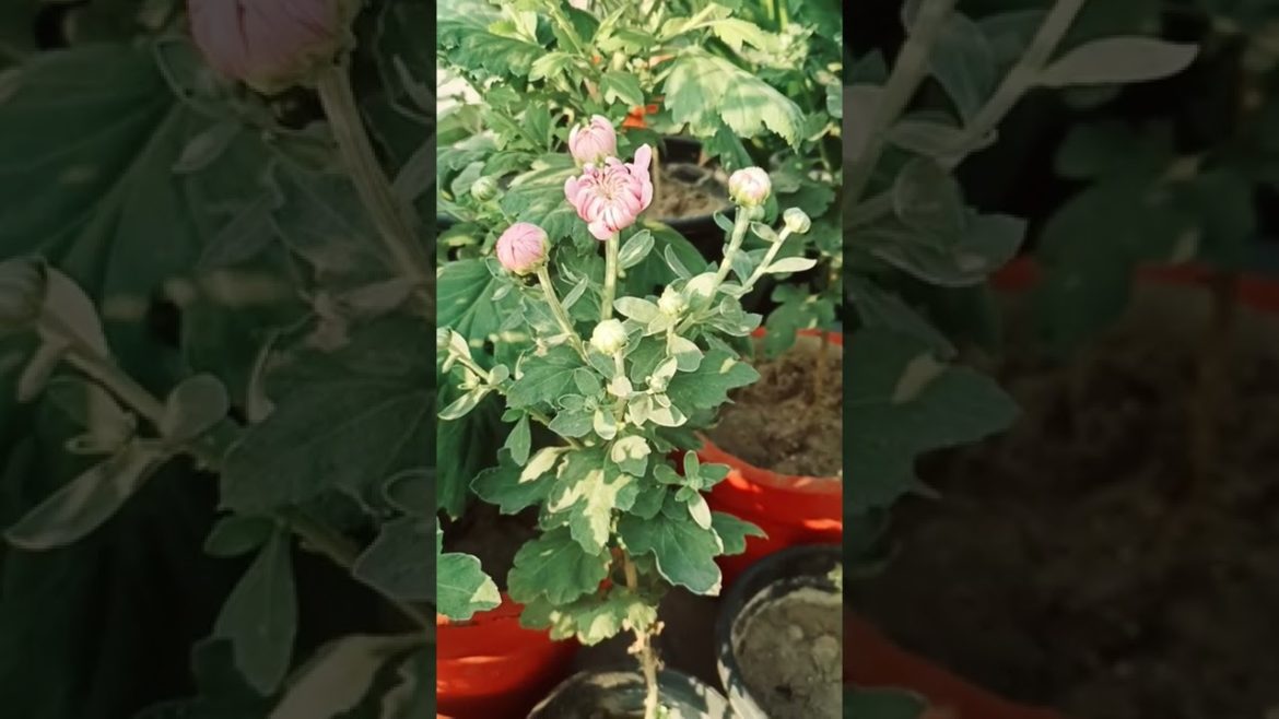 ये क्या हुआ, ऐसा तो ना सोचा था 😀 #shorts #naturetreasure #guldaudi