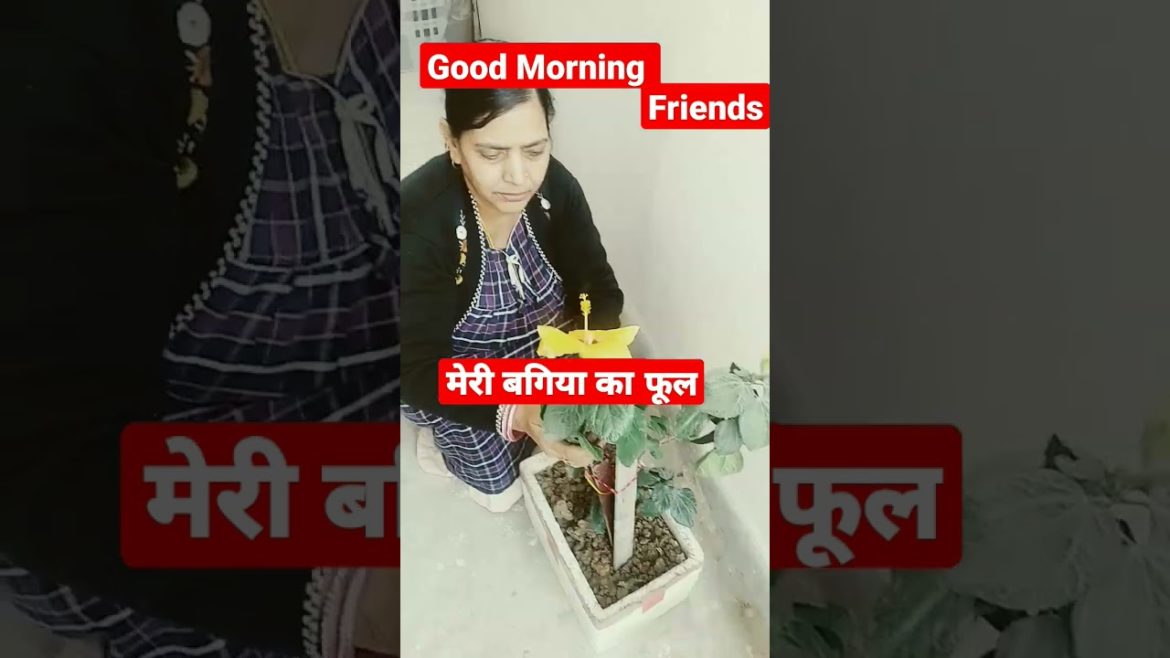 Good Morning Friends मेरी बगिया का फूल 🌻 #goodmorning #saturday #saturday_special_status #flowers