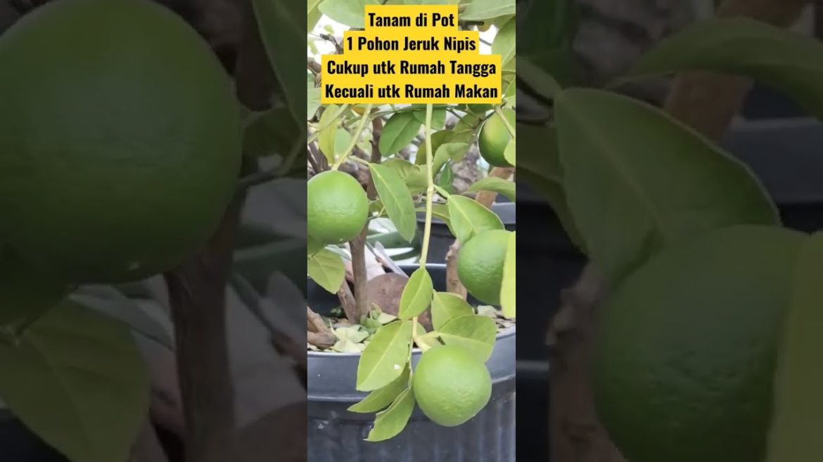 Lime – Jeruk Nipis Lime - Jeruk Nipis