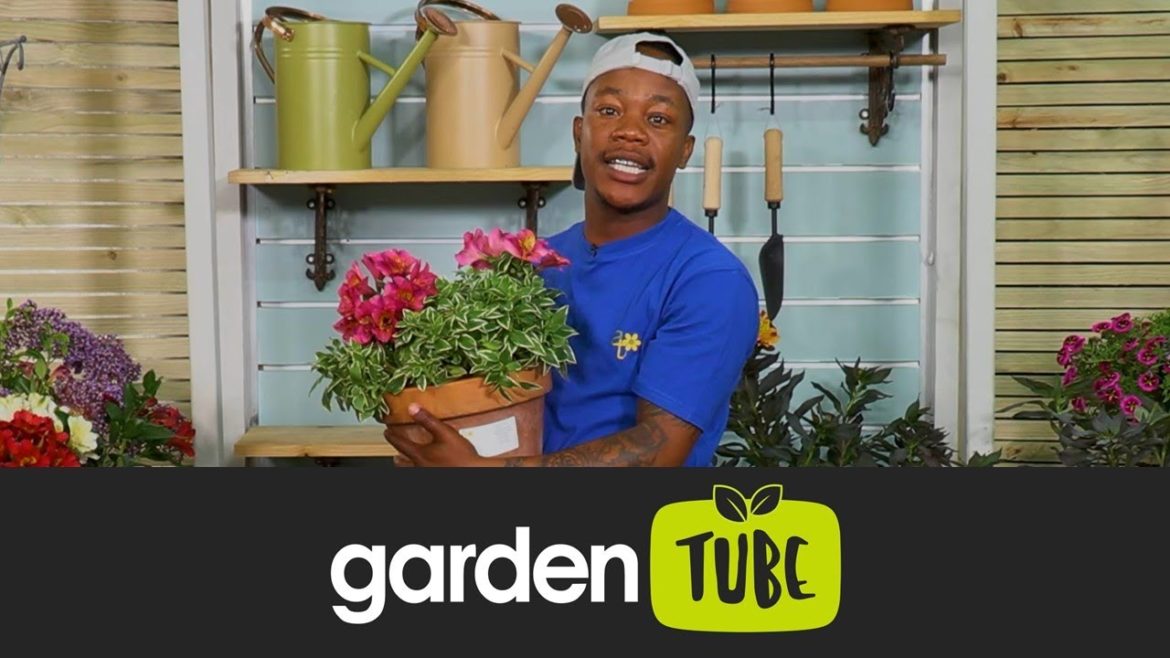 Freddie's Alstroemeria for summer colour