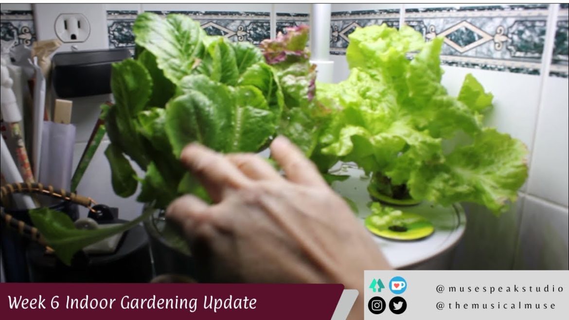 Week 6 Indoor Gardening Update