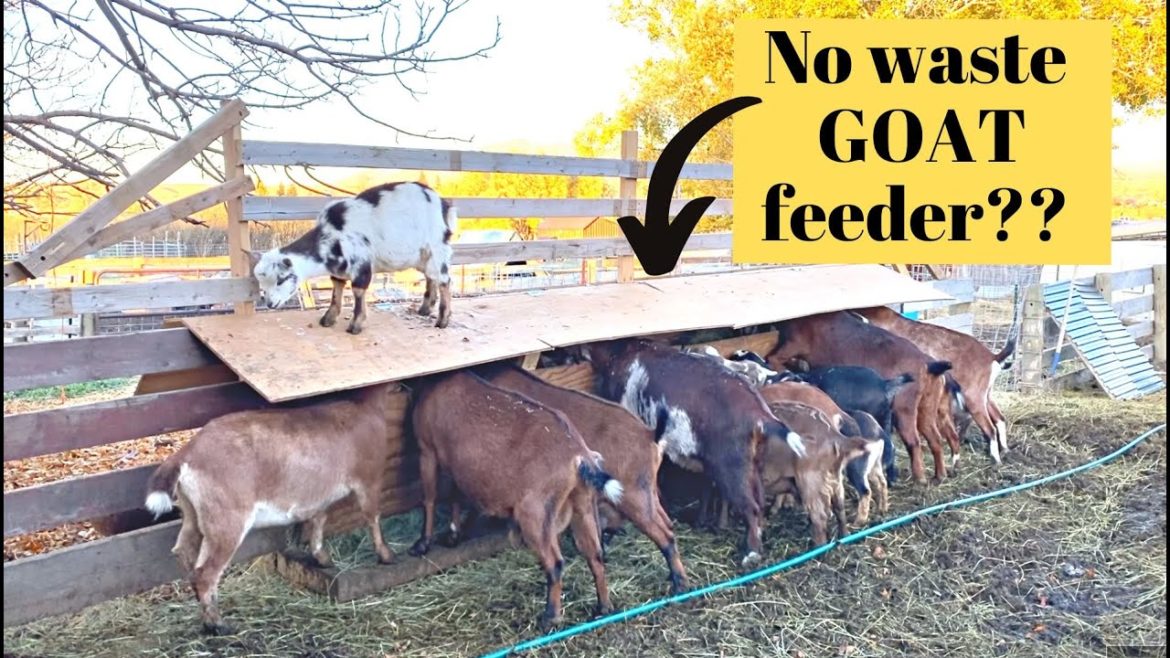 I FINALLY did it! Crack the goat code and STOP hay waste? DIY Goat Feeder I FINALLY did it! Crack the goat code and STOP hay waste? DIY Goat Feeder