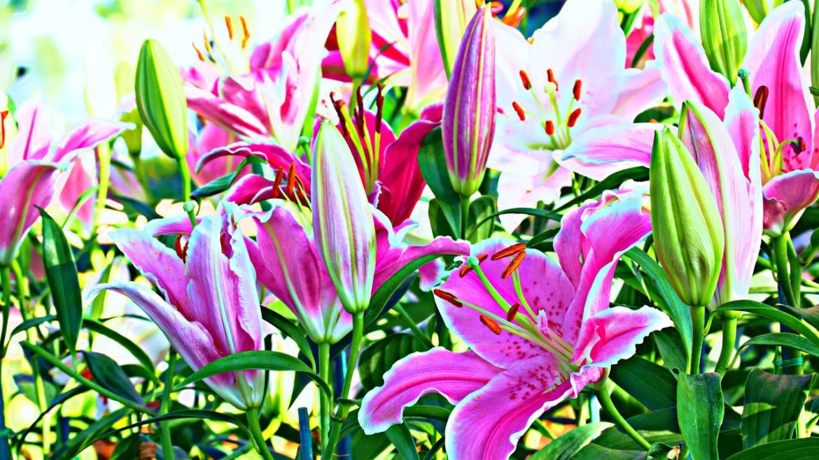 lillium ugaane ka sahi tareeka  #shorts #garden #flowers #youtubeshorts #viral #reels #trending