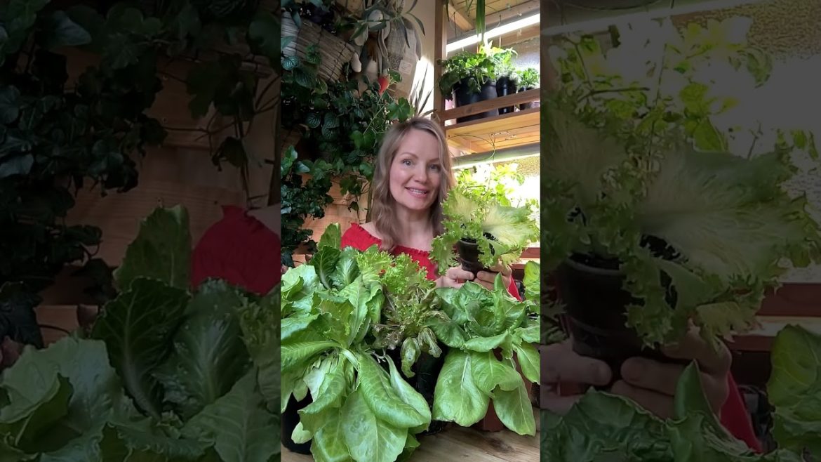 Свой салат к Новому году - это проще простого!