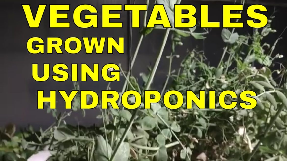 Which Vegetables can be grown in Hydroponics @ Living Gardens Homestead