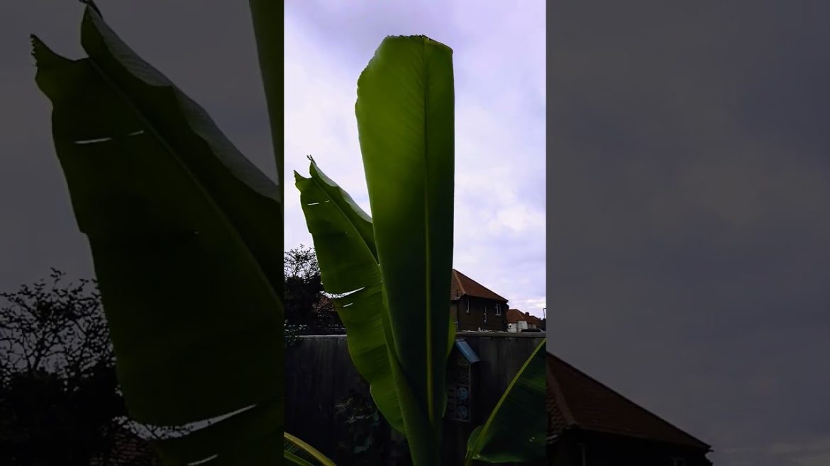❄ Cold hardy Musa Basjoo 🍌 banana tree 💚 ❄ Cold hardy Musa Basjoo 🍌 banana tree 💚