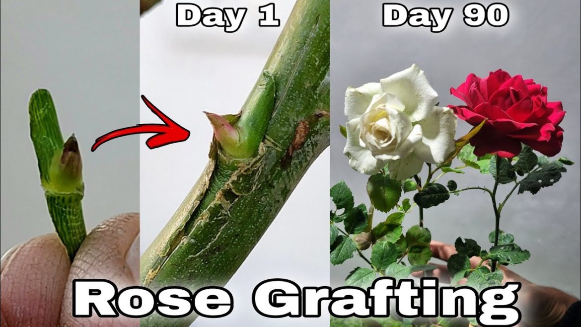 Rose Bud Grafting | How to graft rose plant, गुलाब की ग्राफ्टिंग करना सीखें