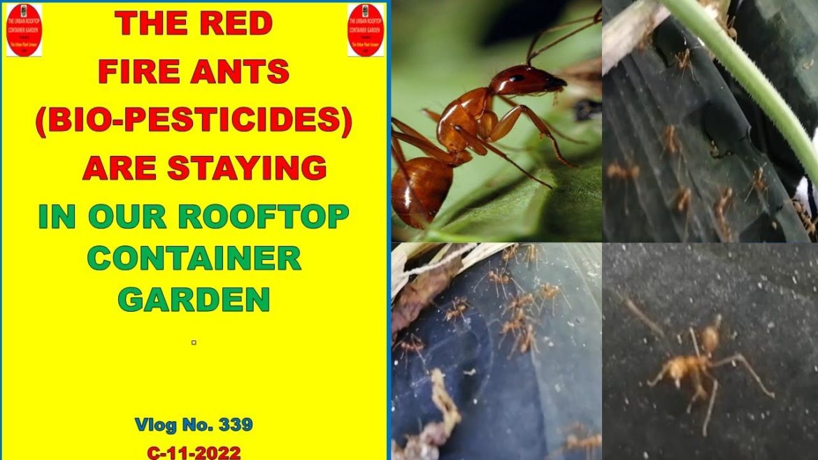 The Red Fire Ants (Hantik) Are Staying In Our Rooftop Container Garden | Natural Bio-Pesticides