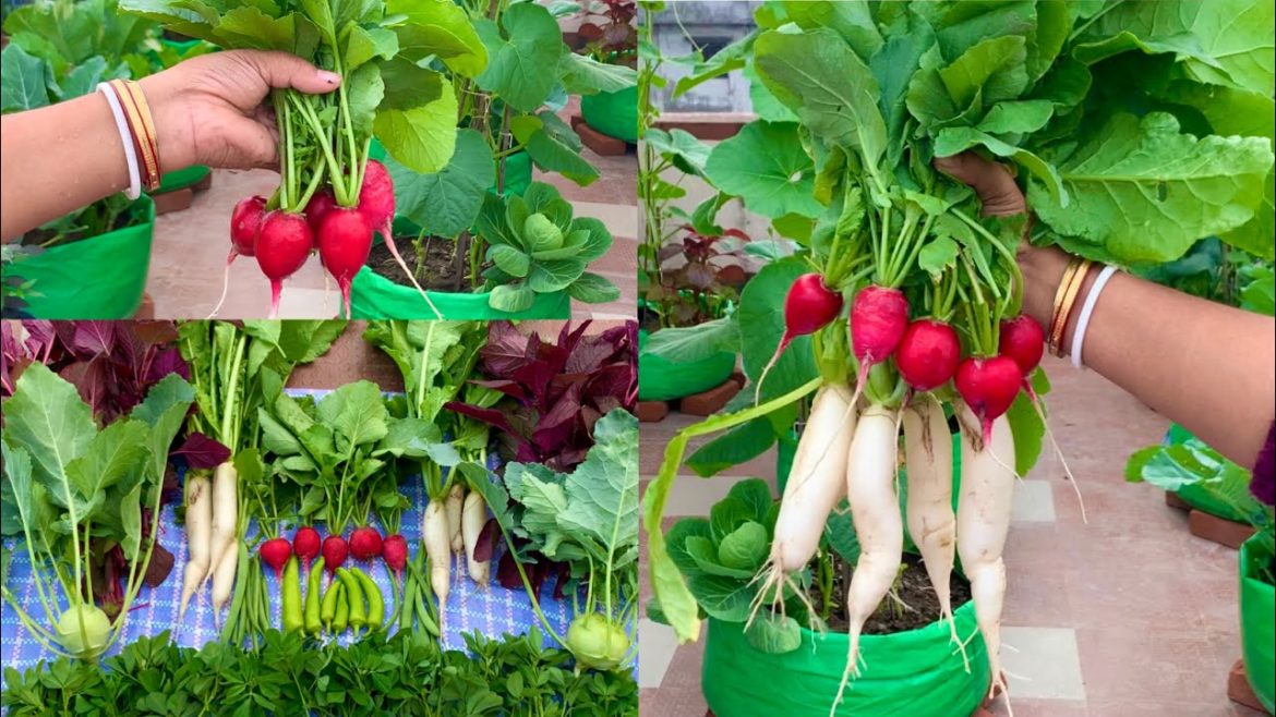 Lovely Harvest From My Terrace Garden // Harvesting Organic Vegetables