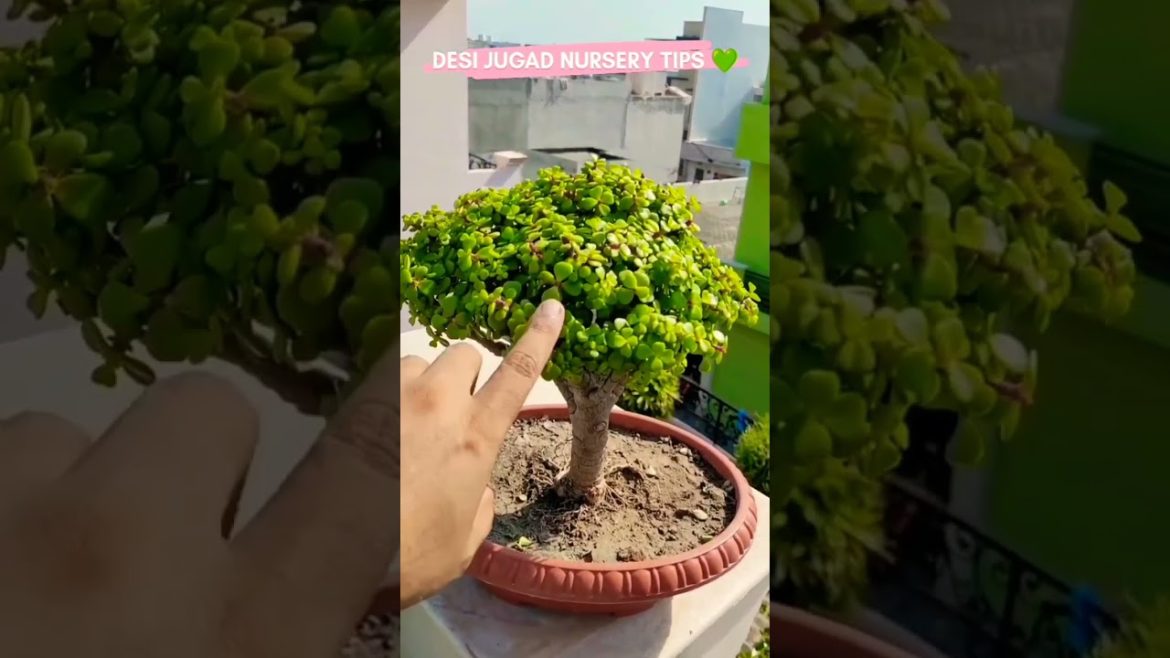 Jade plant care,jade Bonsai tips  to make jade plants #shorts #shots #ytshorts #youtubeshorts