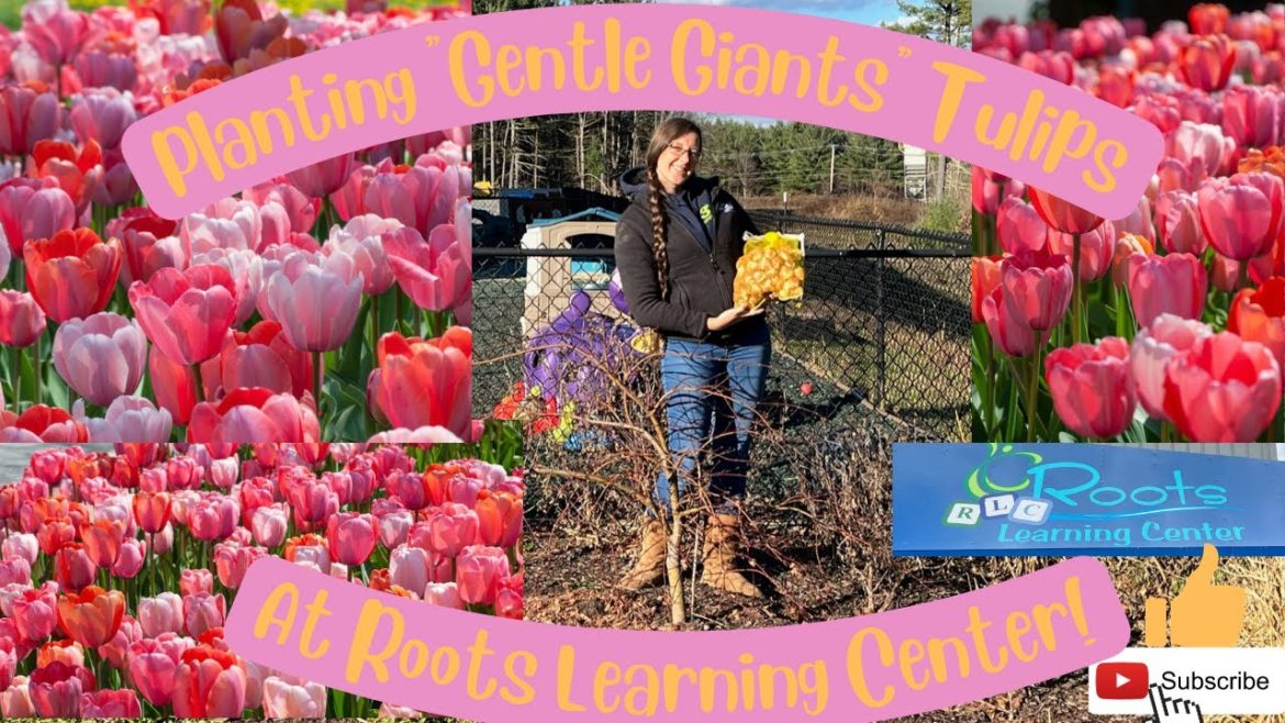 Planting "Gentle Giants" Tulips at Roots Learning Center!!!