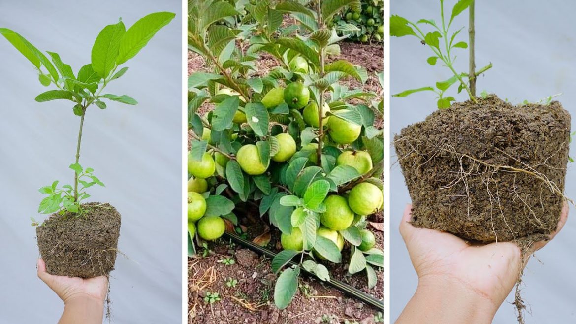 Tips for propagating guava trees by cuttings With 100% Success Tips for propagating guava trees by cuttings With 100% Success