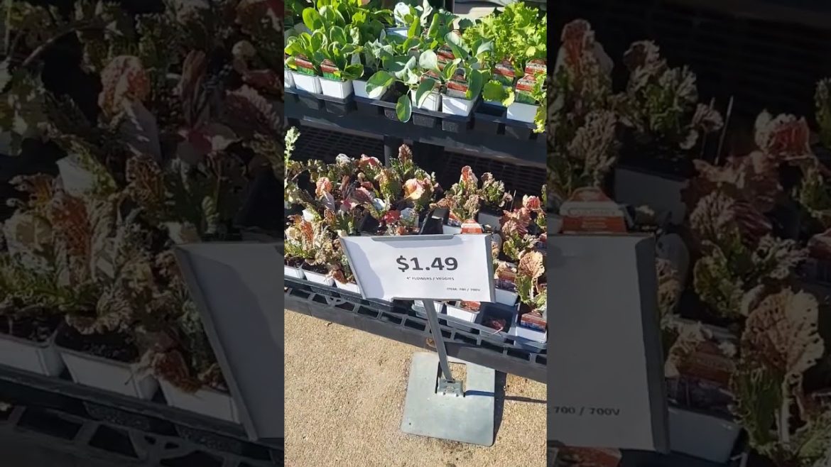 How to save money. Organic Gardening: tips from the Ace hardware experts #gardeningtips
