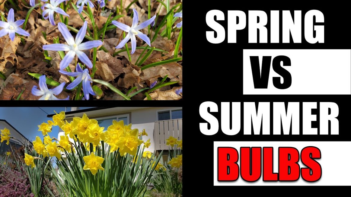 Spring vs Summer Bulbs - Garden Quickie Episode 109