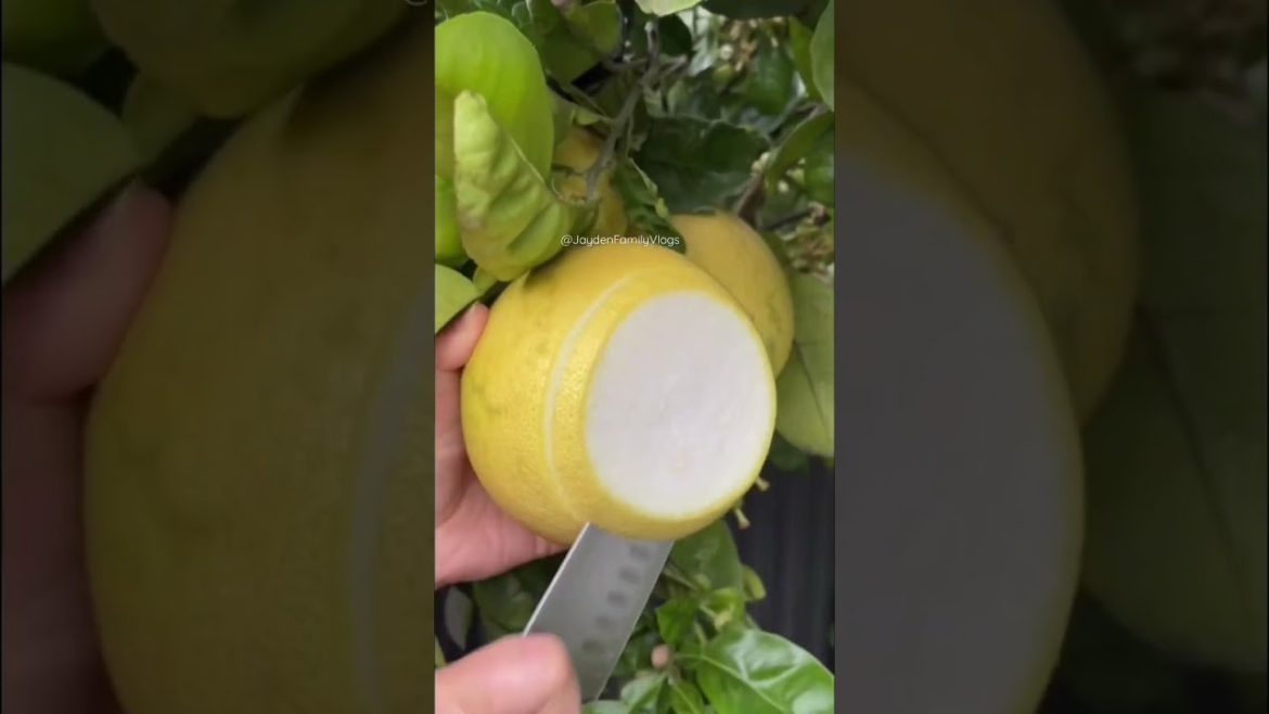 Let's Try a Giant Lemon?(Pomelo)ππ± #shorts #fruit #fruitcutting #food #oddlysatisfying #satisfying Let's Try a Giant Lemon?(Pomelo)ππ± #shorts #fruit #fruitcutting #food #oddlysatisfying #satisfying