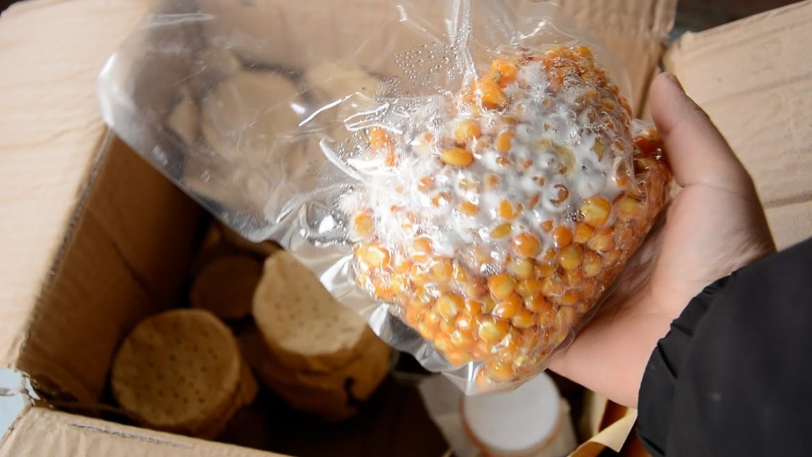 How to make PDA to Cultivate Edible Fungi || 好玩的事儿,制作食用菌母种 How to make PDA to Cultivate Edible Fungi || 好玩的事儿,制作食用菌母种