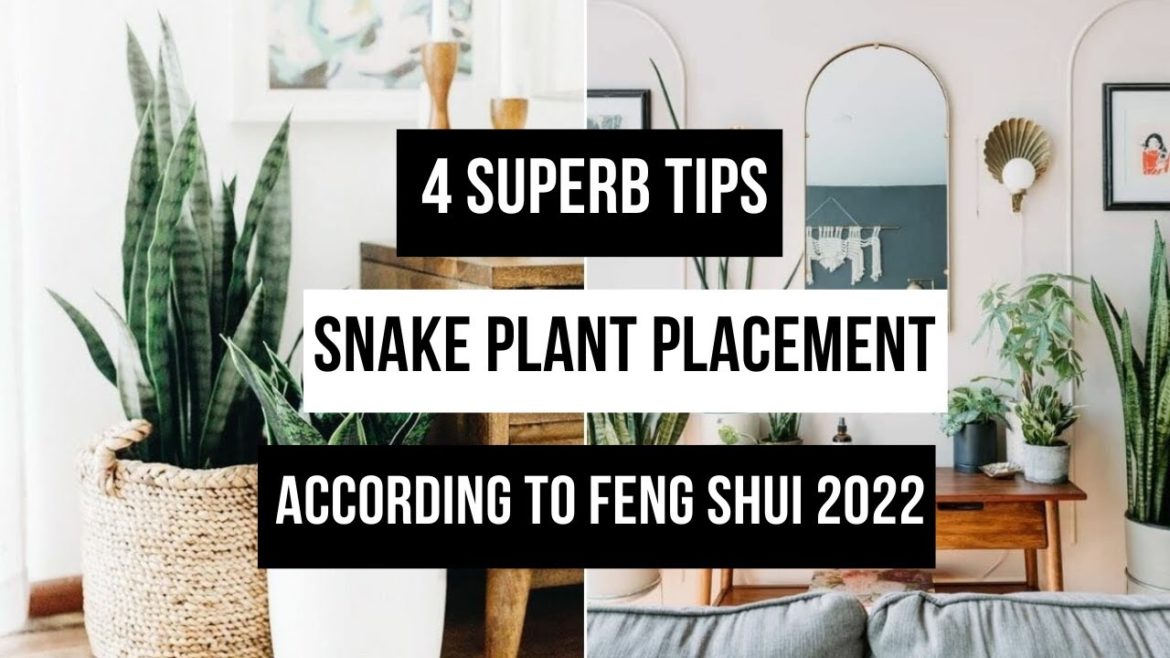 4 Superb Tips Snake Plant Placement: According To Feng Shui 2022 4 Superb Tips Snake Plant Placement: According To Feng Shui 2022