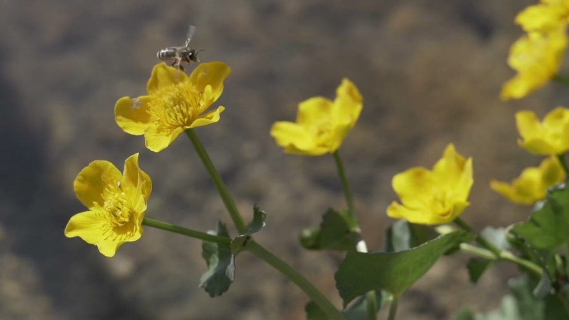 Marigold - Marigold flower garden tips to grow more flowers