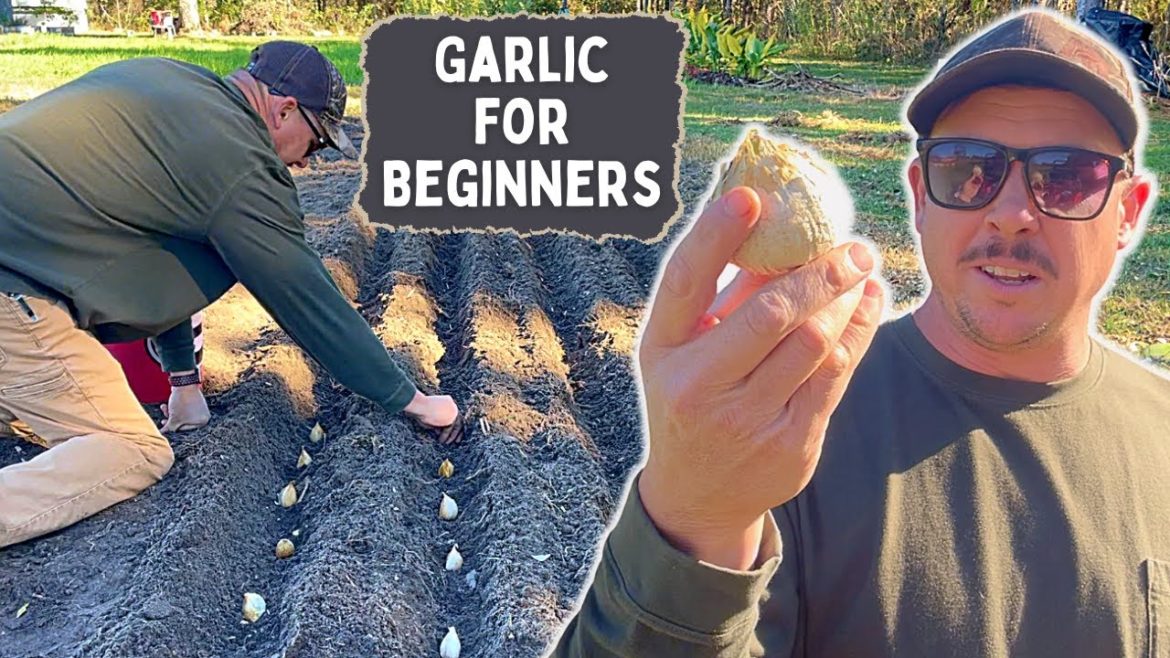 The Best Garlic to Plant for Beginners | TIPS AND TRICKS