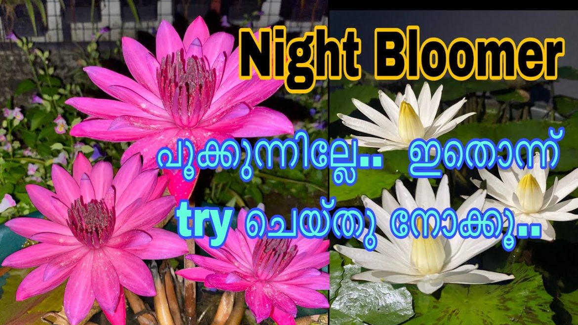 Night bloomer caring tips/ Fertilizer for flowering waterlily malayalam/night bloomer waterlily care