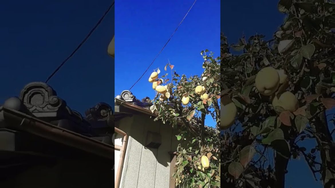 Japanese fruit garden