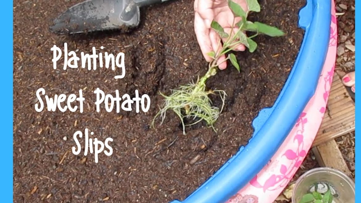 Planting Sweet Potato Slips in our Arizona Backyard Garden Wk 11 Planting Sweet Potato Slips in our Arizona Backyard Garden Wk 11