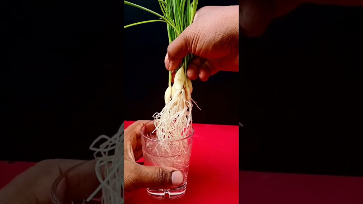 Garlic grown in water successfully #shorts Garlic grown in water successfully #shorts