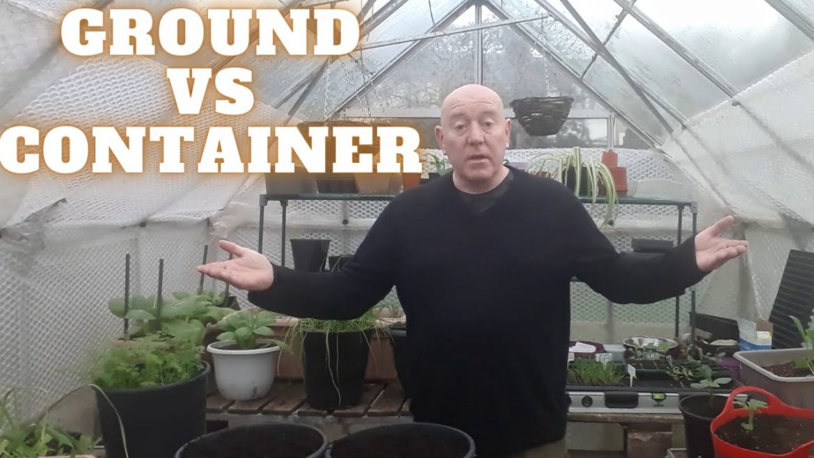 Ground VS Container [Gardening Allotment UK] [Grow Vegetables At Home ]
