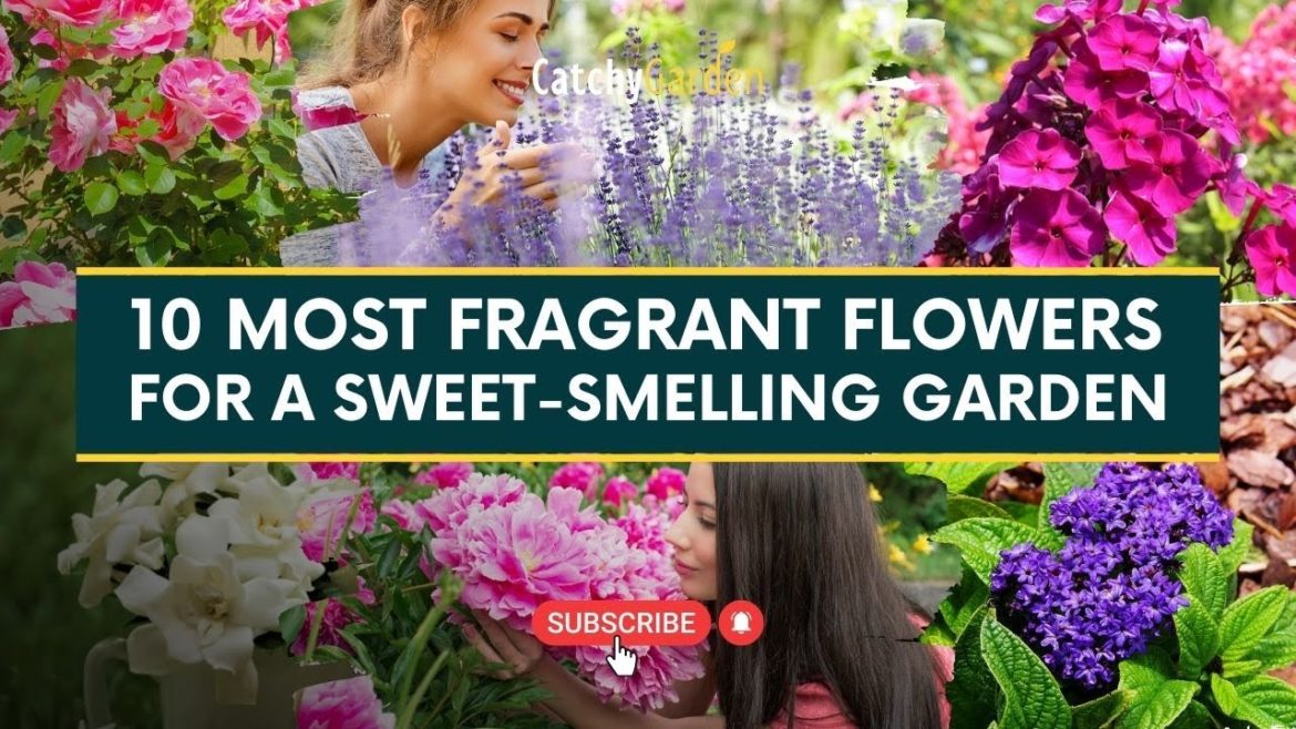 10 Most Fragrant Flowers for a Sweet Smelling Garden πΈπΉπΊ // Catchy Garden 10 Most Fragrant Flowers for a Sweet Smelling Garden πΈπΉπΊ // Catchy Garden