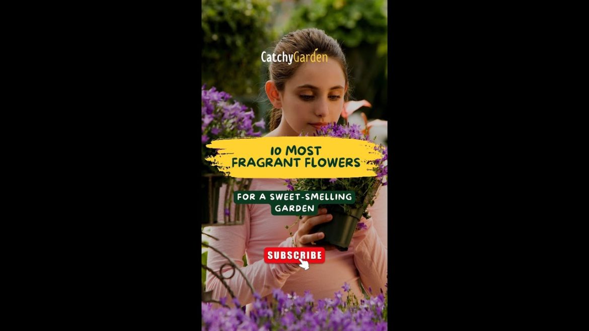 10 Most Fragrant Flowers for a Sweet Smelling Garden πΊπΉπΈ// #shorts #short 10 Most Fragrant Flowers for a Sweet Smelling Garden πΊπΉπΈ// #shorts #short