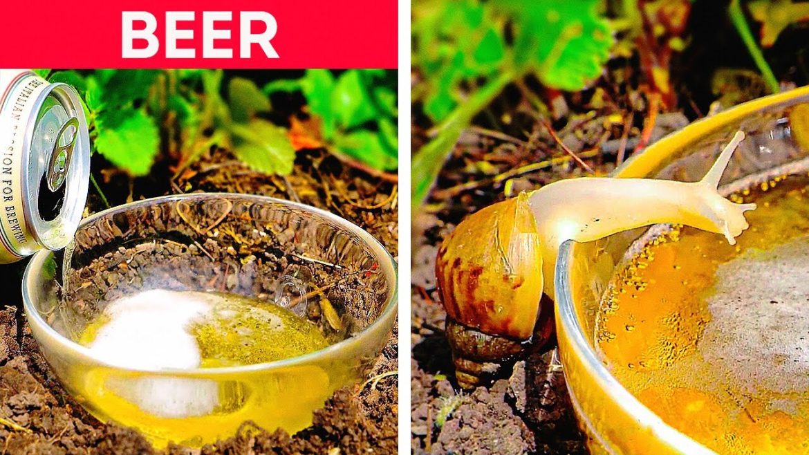 Best Hacks To Reduce Pests Around Garden And Home 🐌 Best Hacks To Reduce Pests Around Garden And Home 🐌