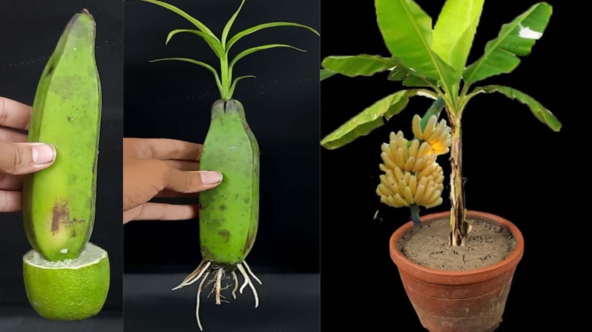 Unique Skill How to grow banana tree from banana || Trees made from bananas